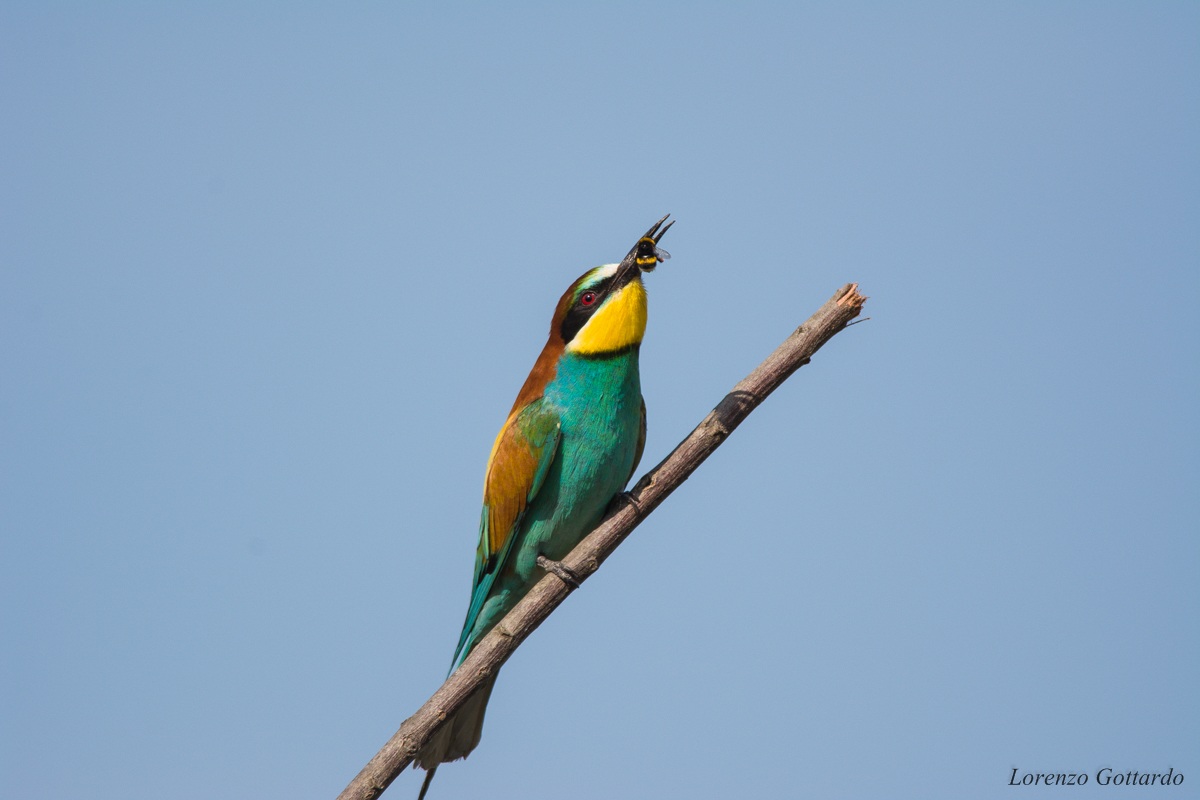 bee-eater with bumblebee