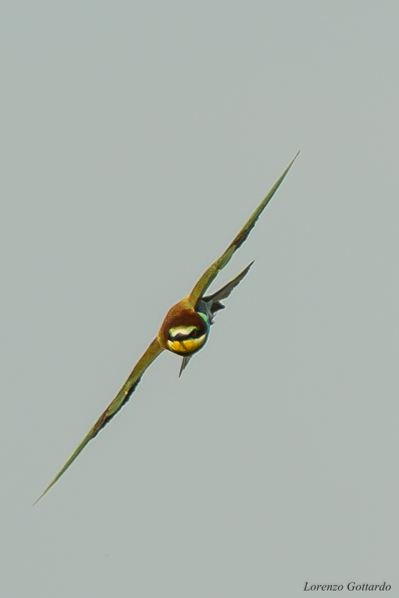 bee-eater who fancies himself a fighter