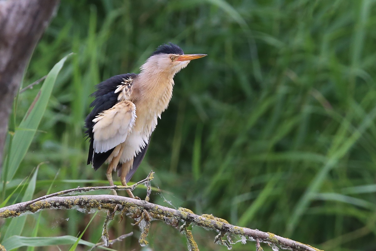 Bittern male