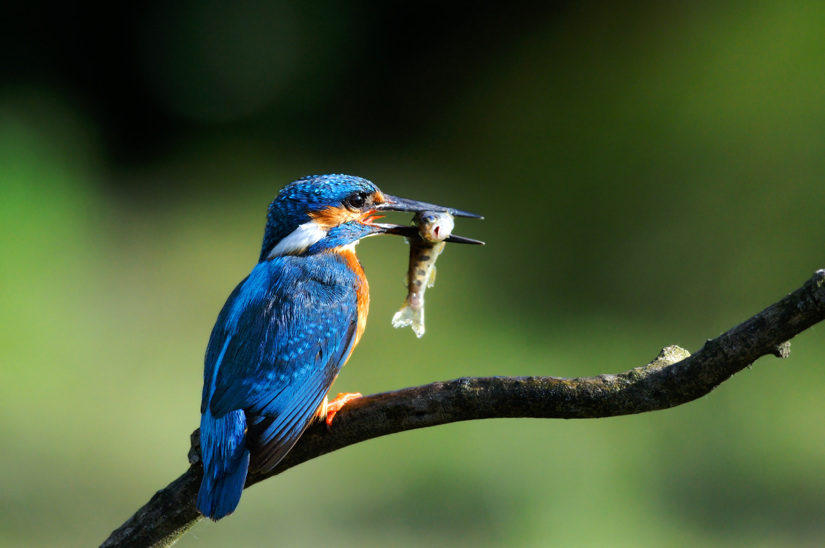 Martino with capture