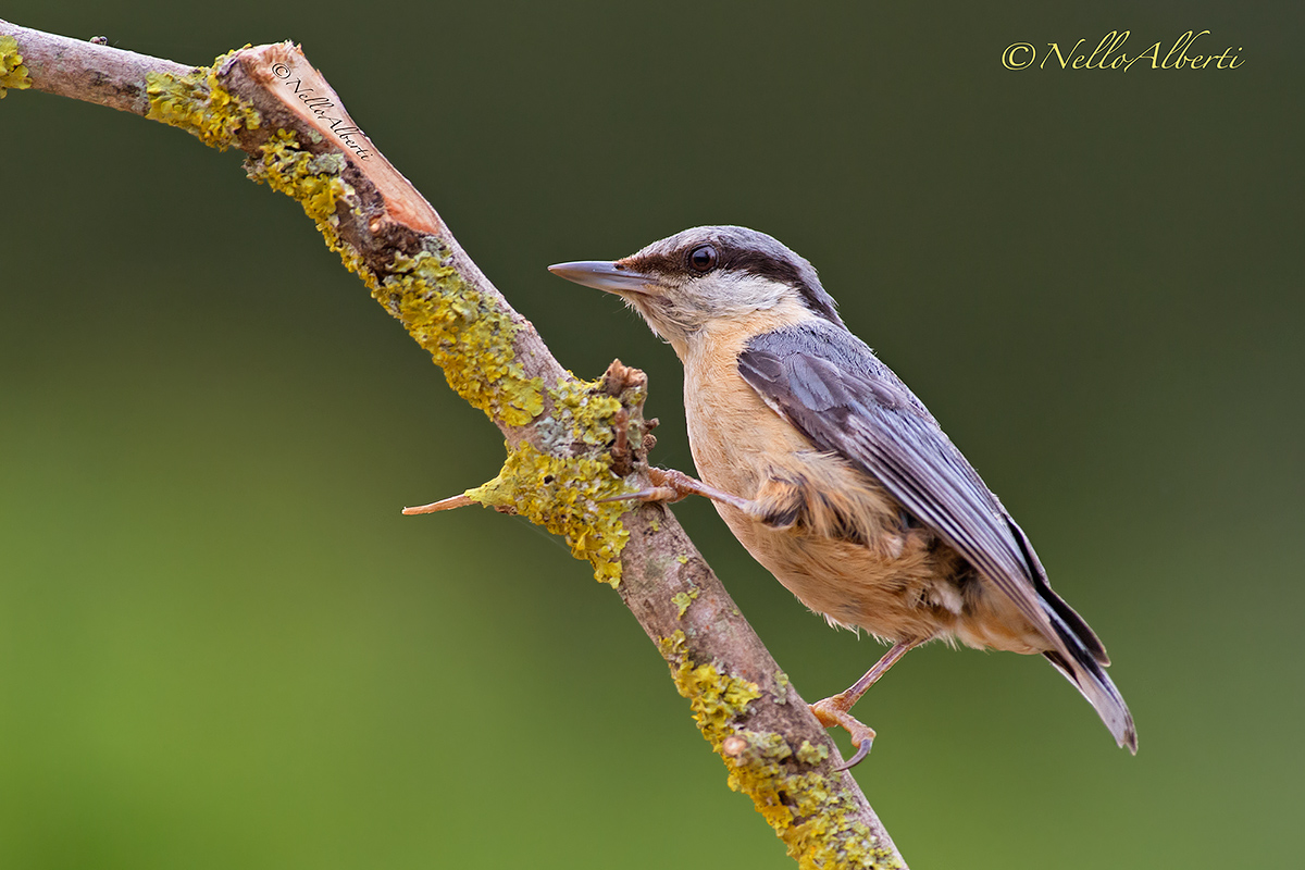 nuthatch