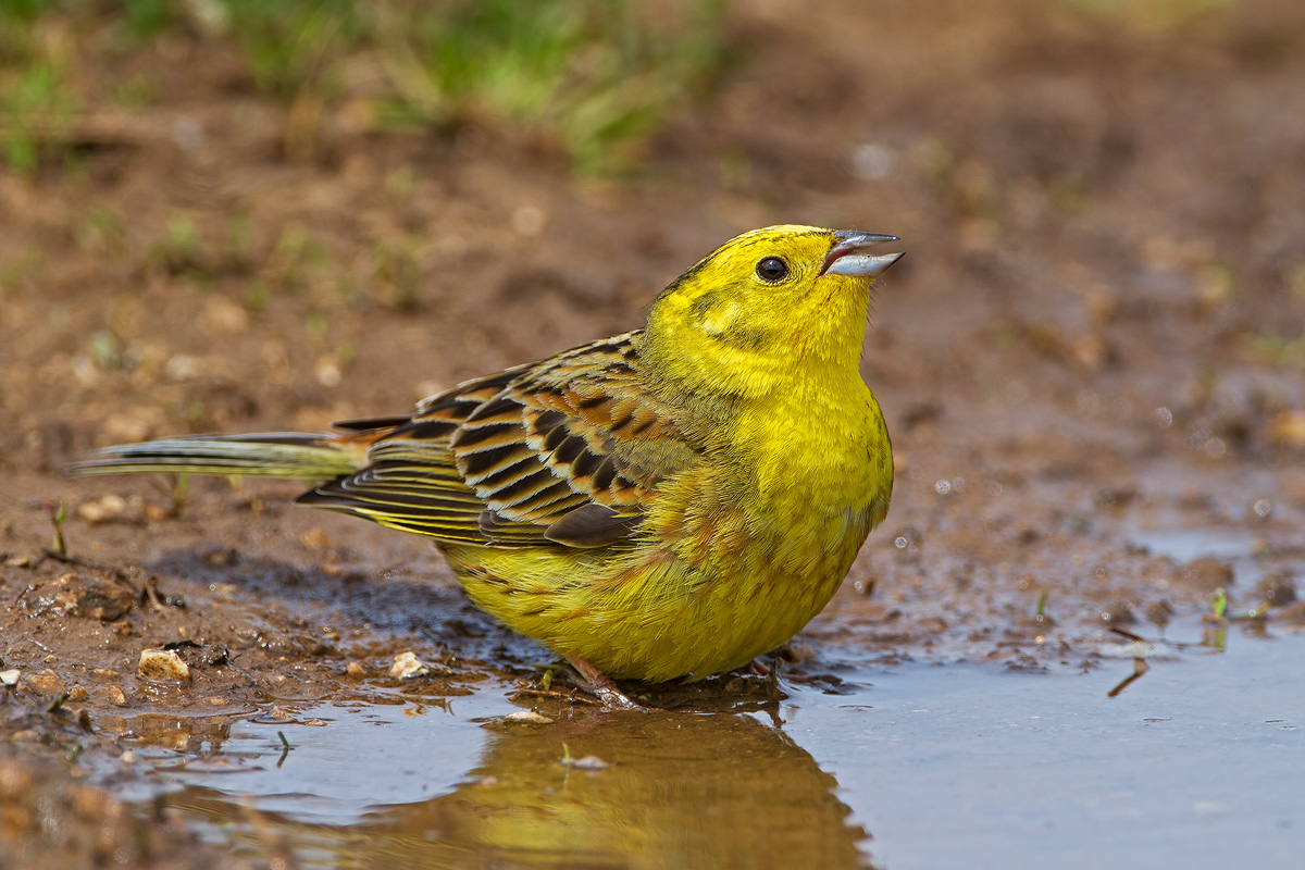 Yellowhammer male