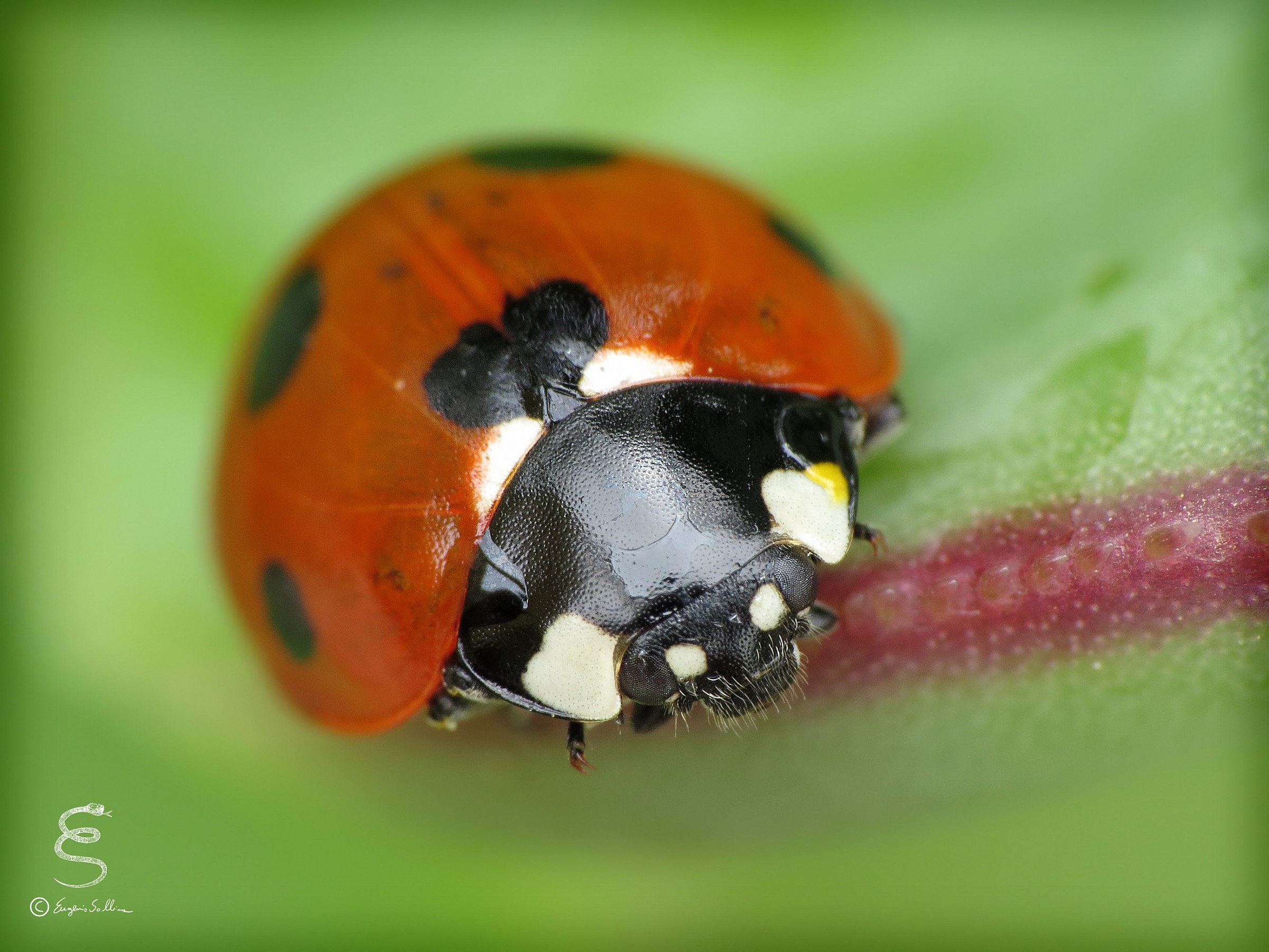 Ladybug