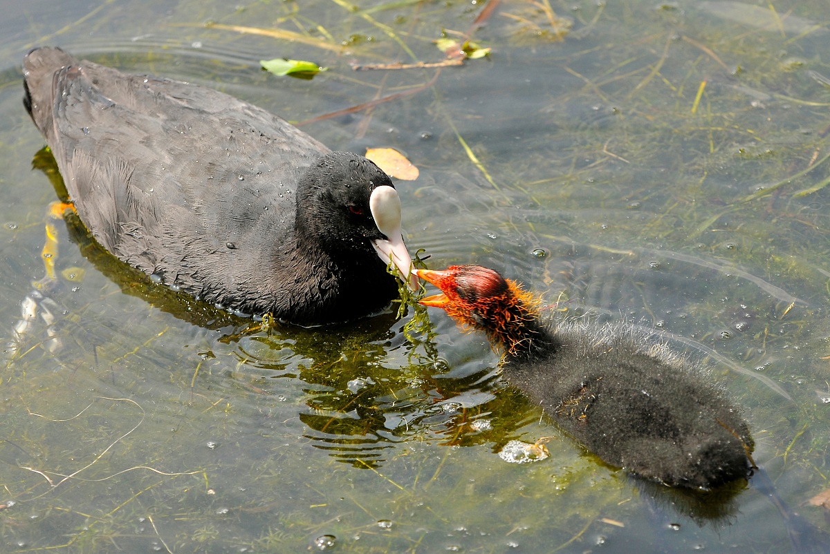 Finalmente un po' di pappa