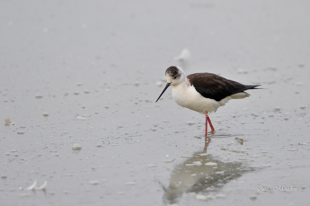 Black Winged Stilt Italy