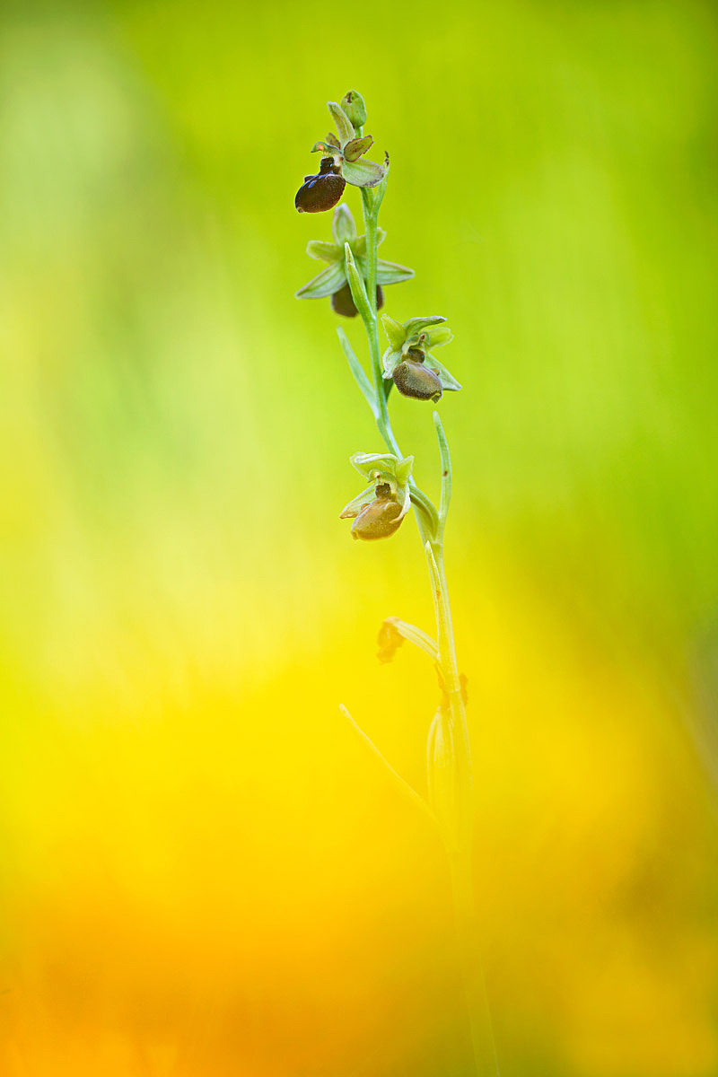 Ophrys in the sun