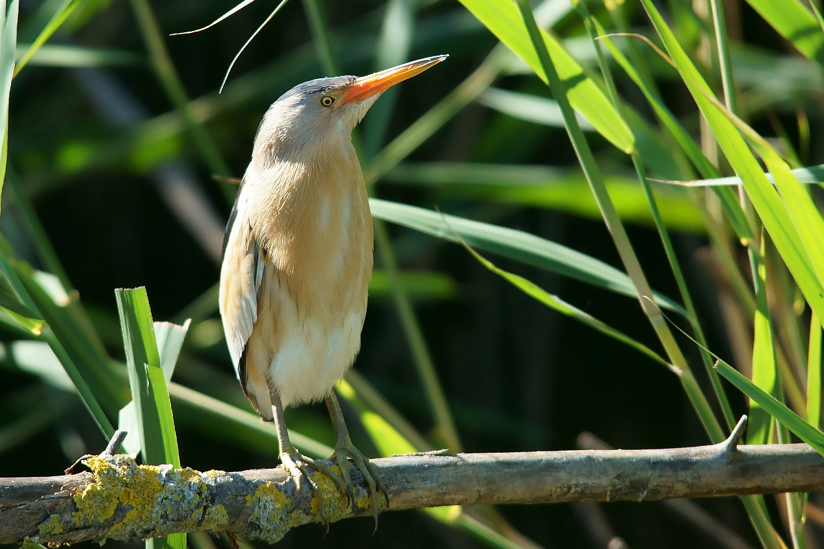 Bittern