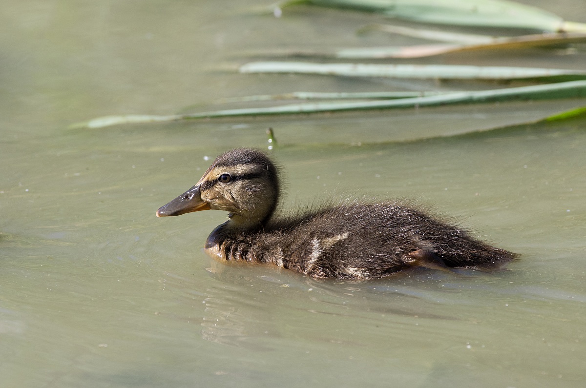 Germano Reale (giovane)