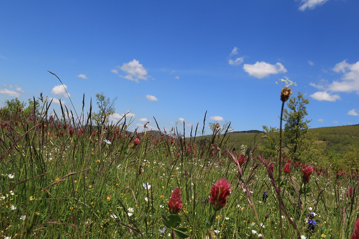 Flower Fields in share