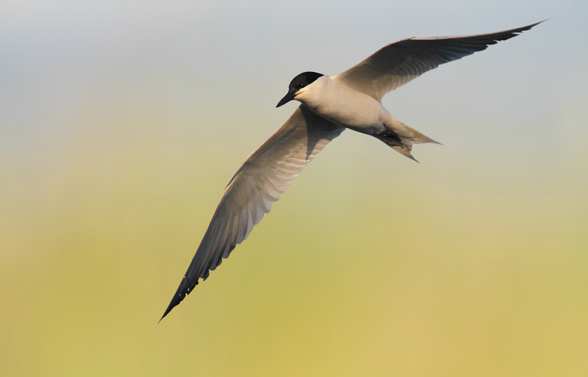 Gull-billed Tern