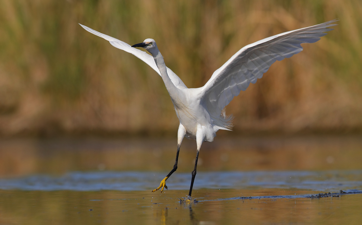 Egret