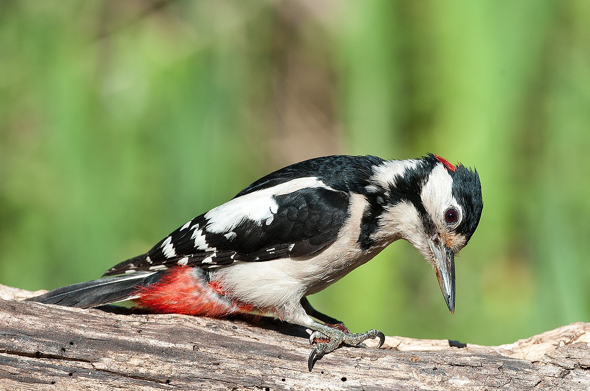 picchio rosso maggiore