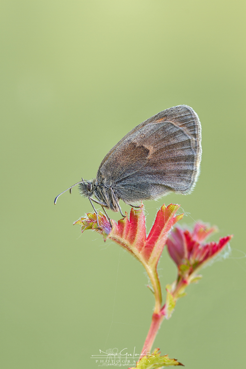 Coenonympha Pamphilus