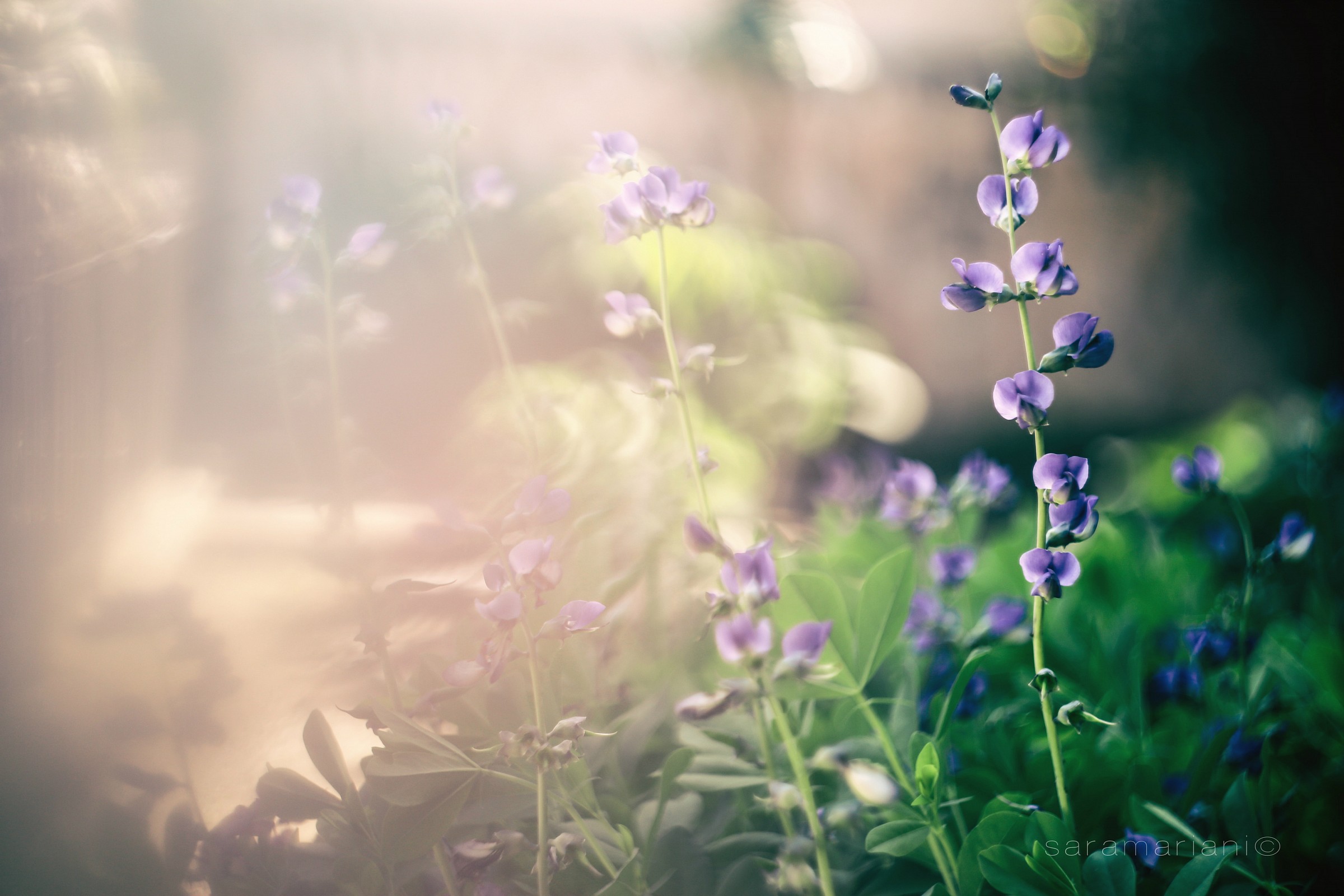Little purple jewels