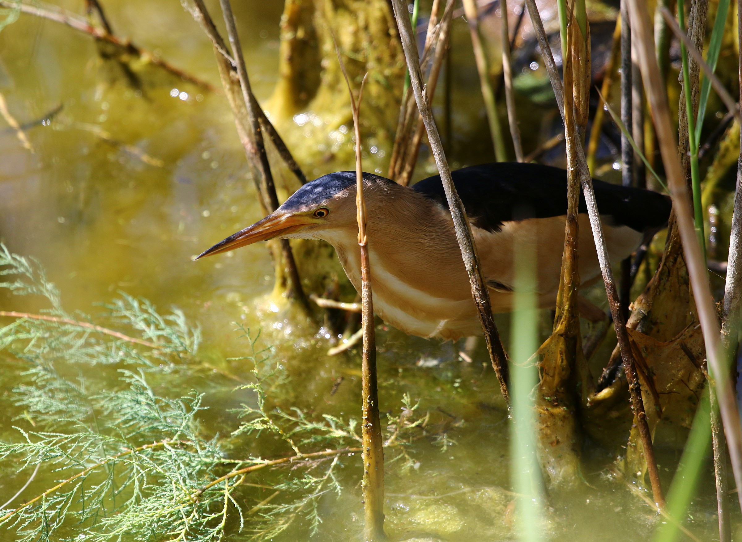 Bittern lurking