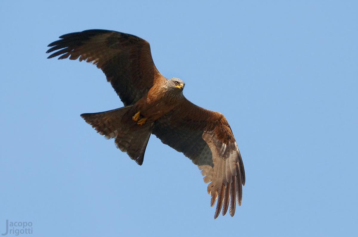 Black kite (Milvus migrans)