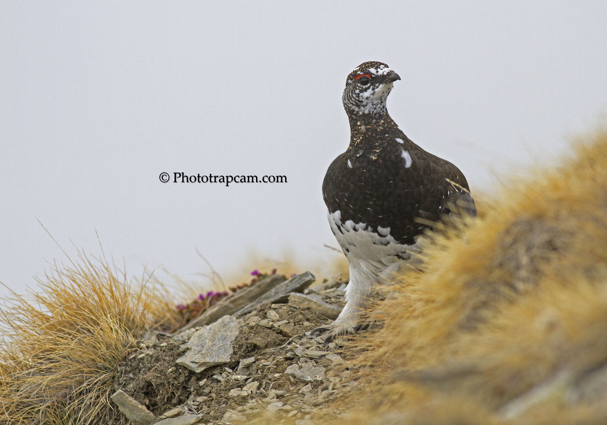 Ptarmigan