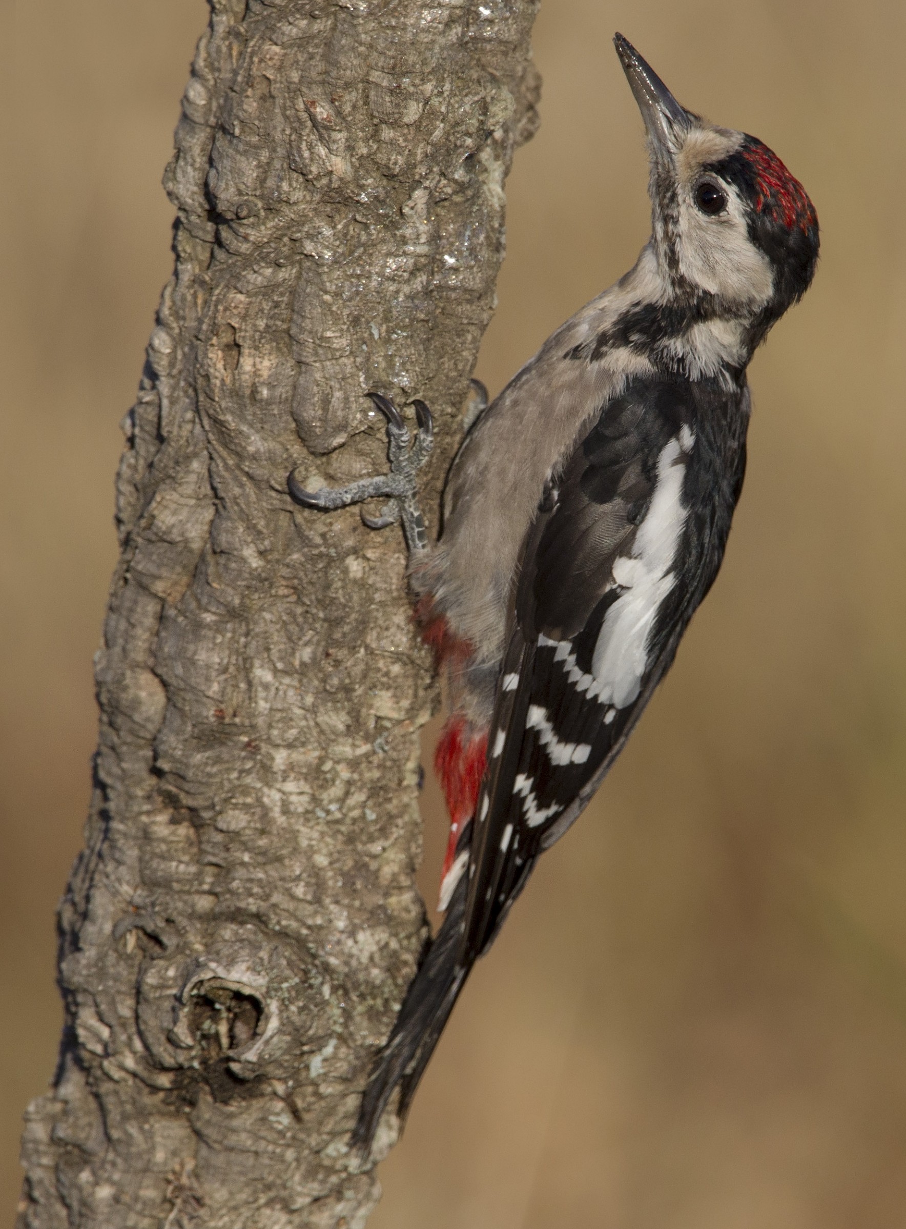 Picchio rosso maggiore ( Dendrocopos major harterti )