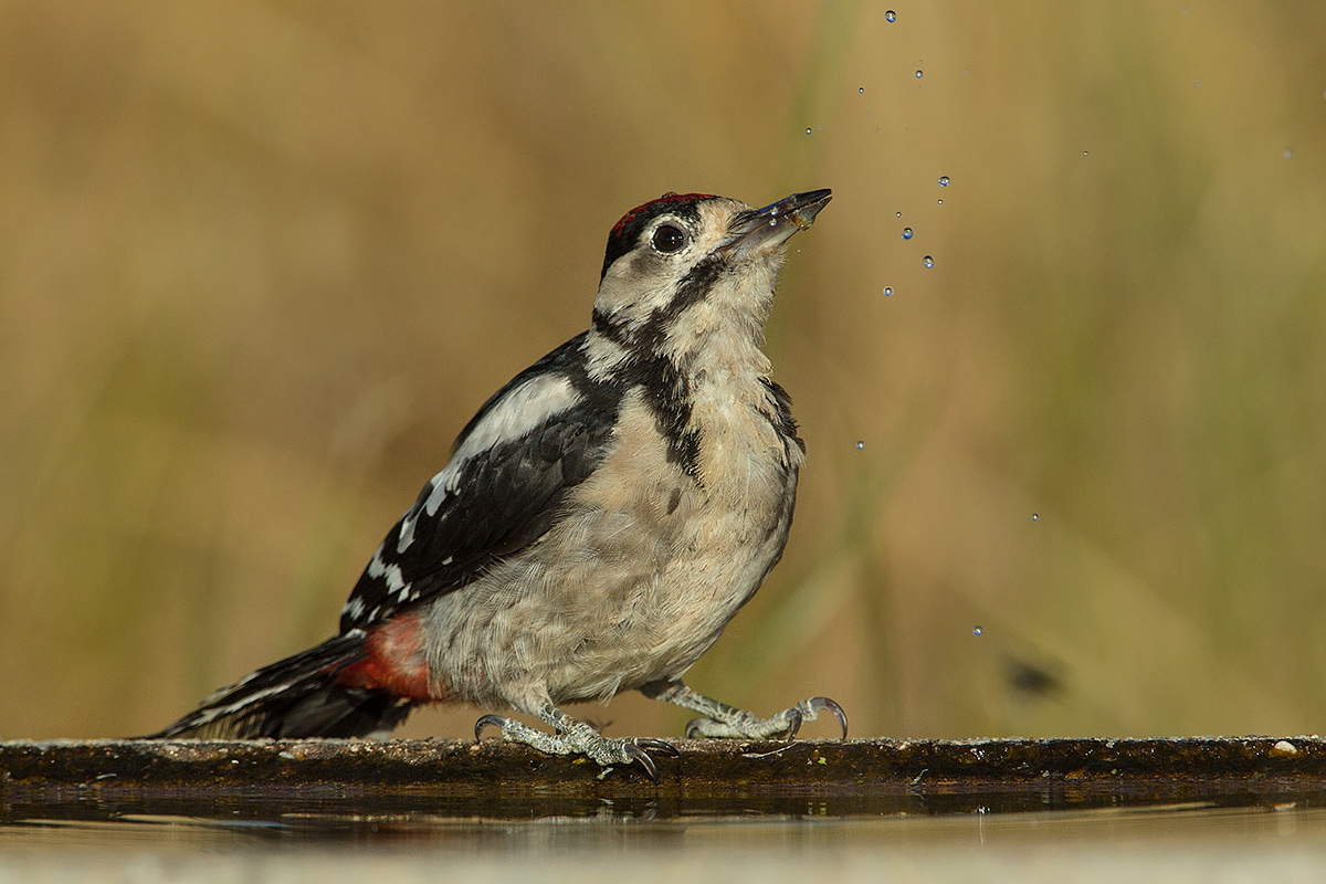 Great Spotted Woodpecker (Dendrocopos major harterti)