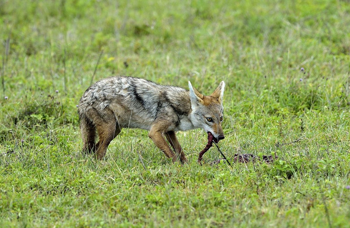 Ngorongoro Crater - Sciacallo dorato