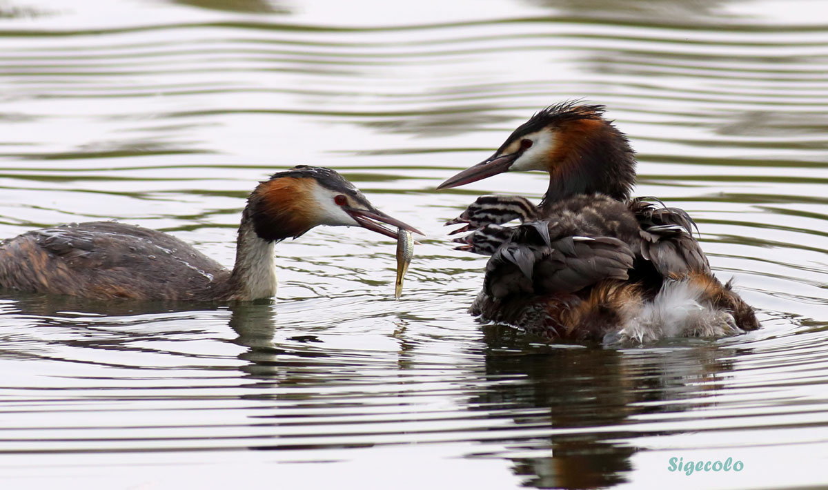 dividere il peso della famiglia...