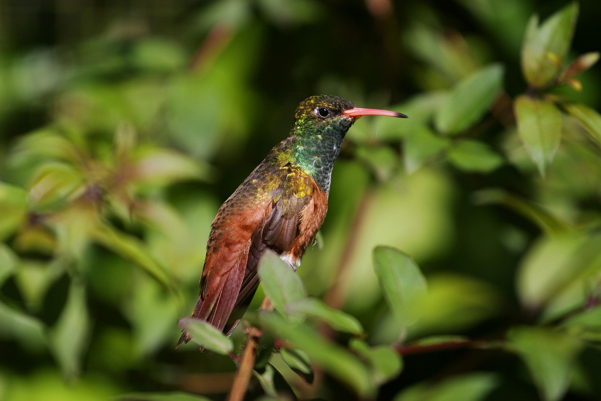 Colibrì
