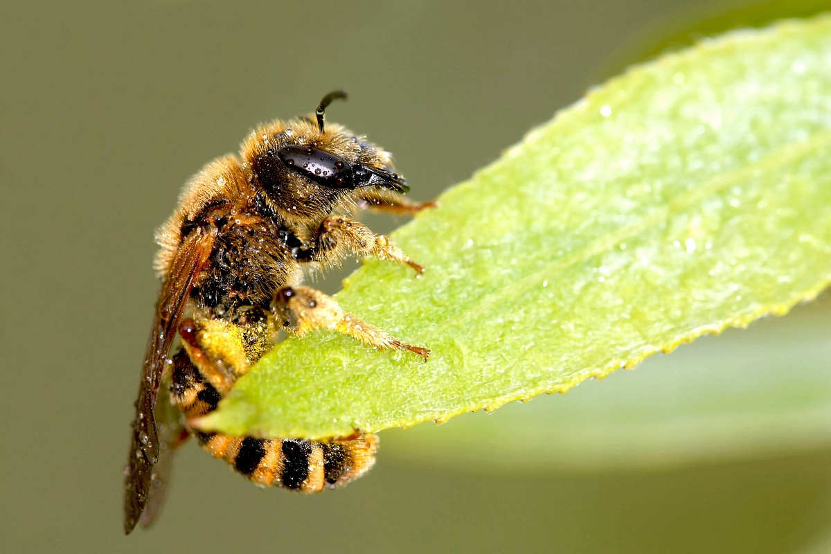 Apis Mellifera (domestica)