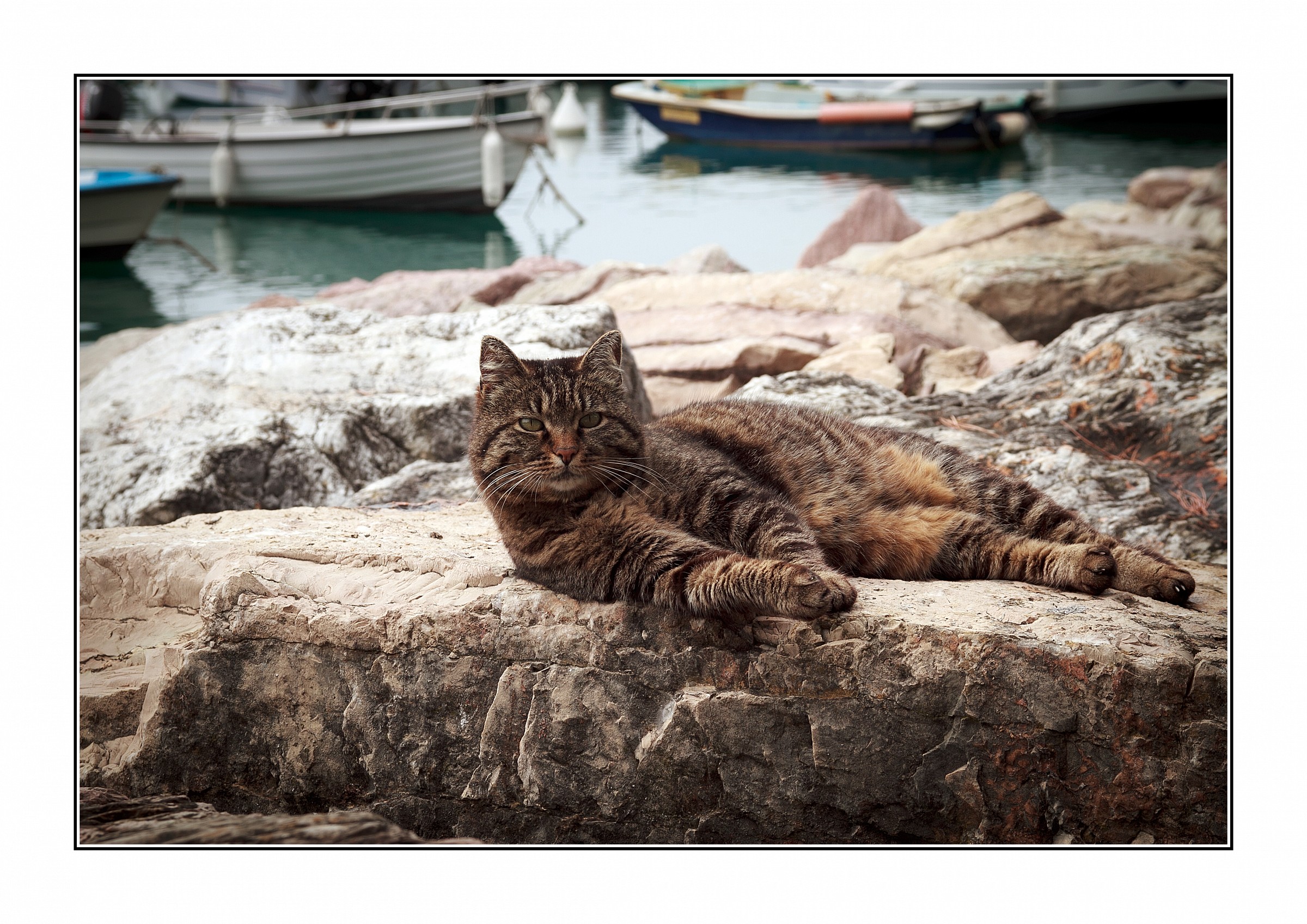 Gatto di mare........