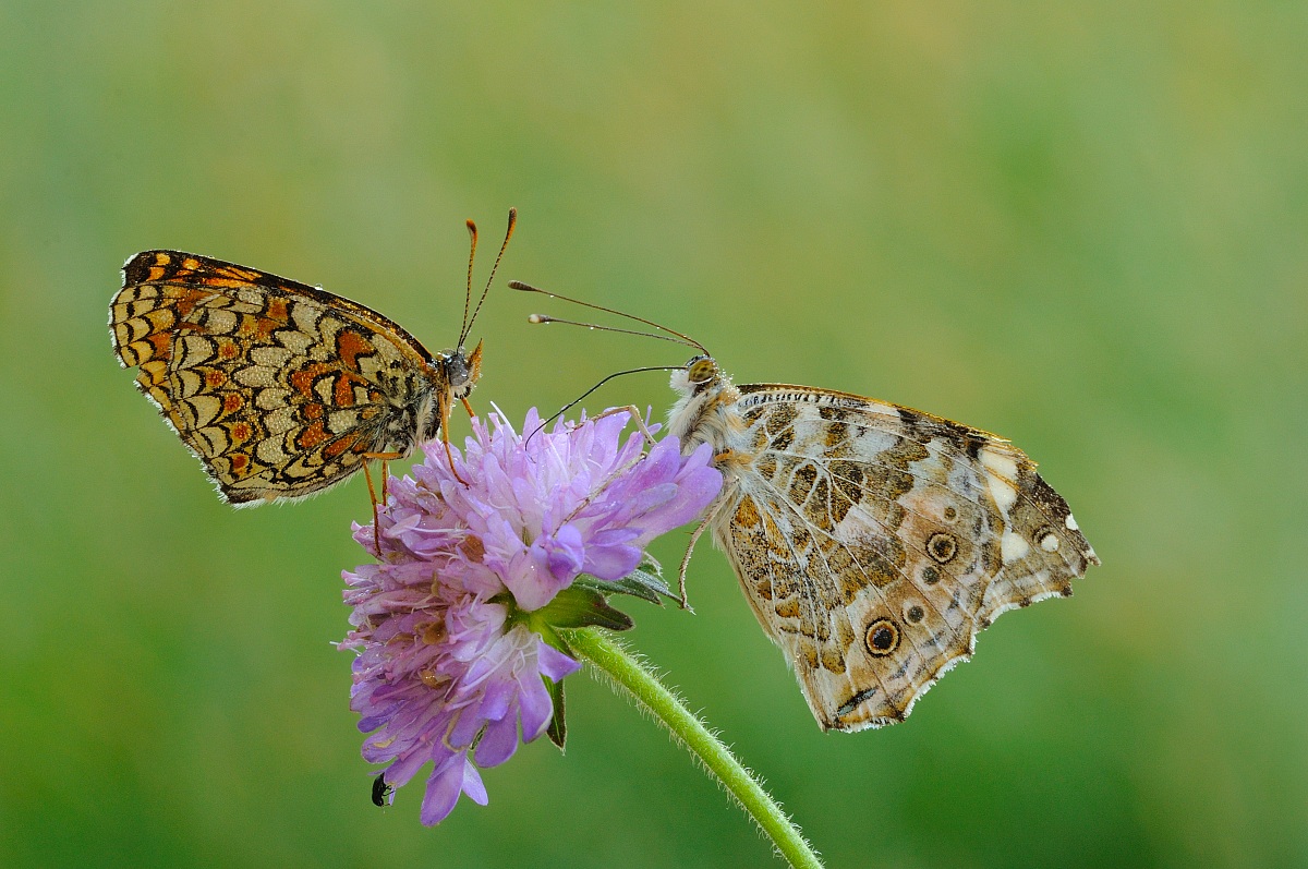 Do not come any closer ...