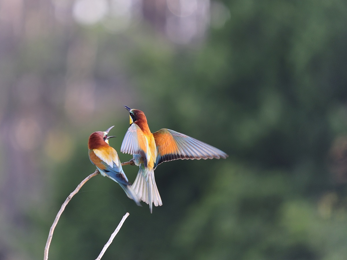 pussa via da qui....