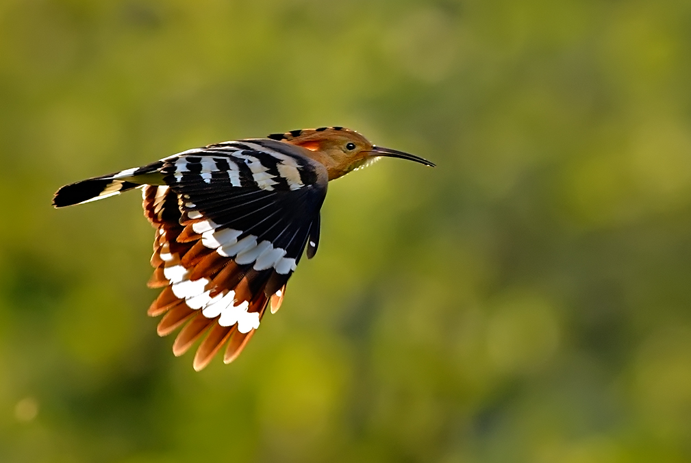 Hoopoe in flight