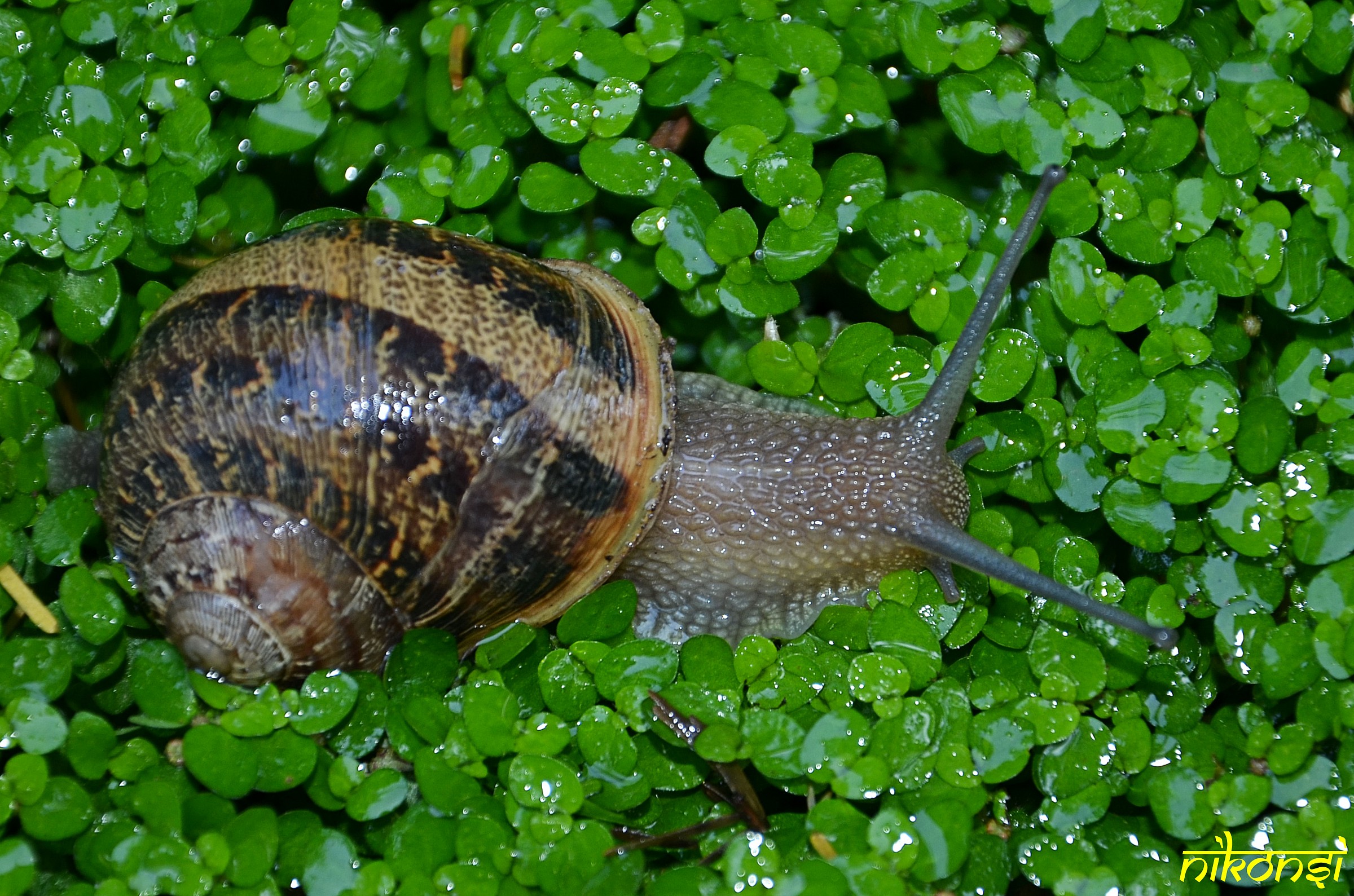 Snail on the small field