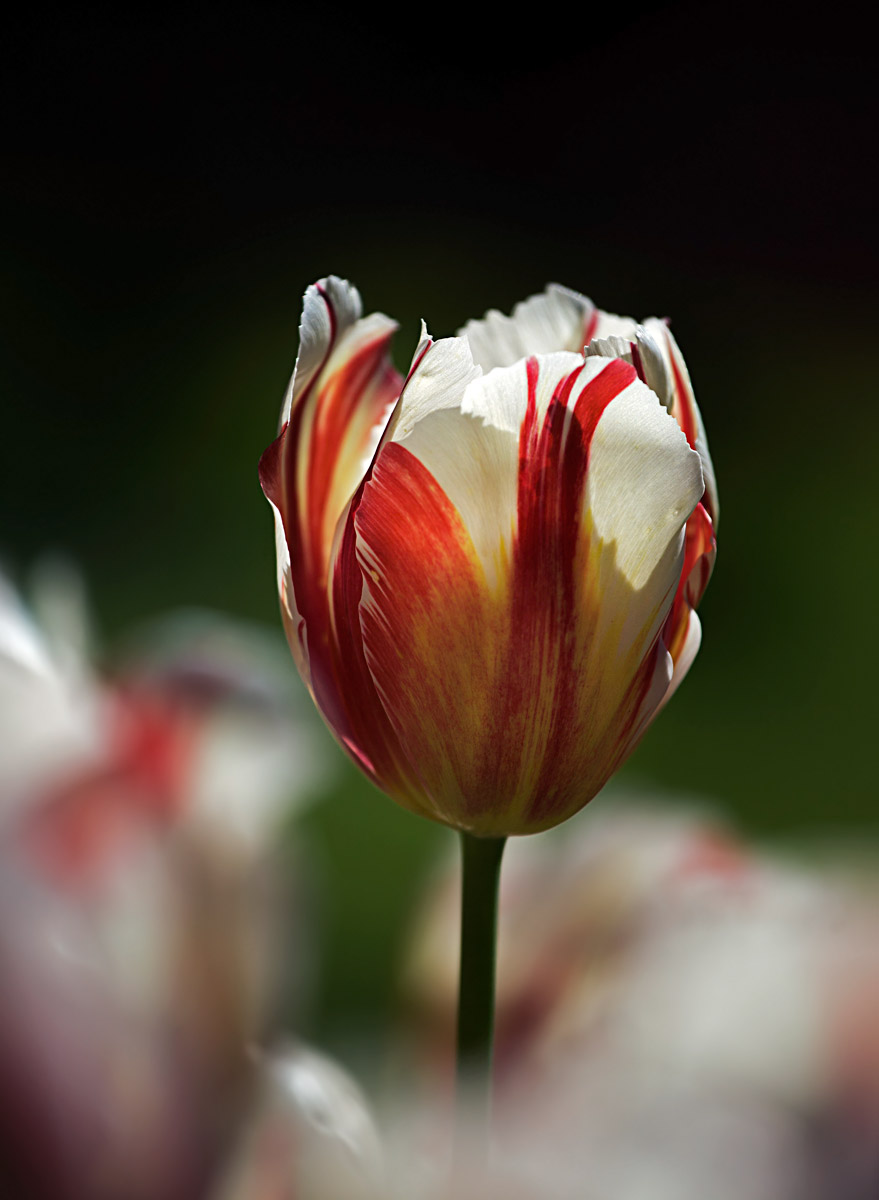 Tulip 2