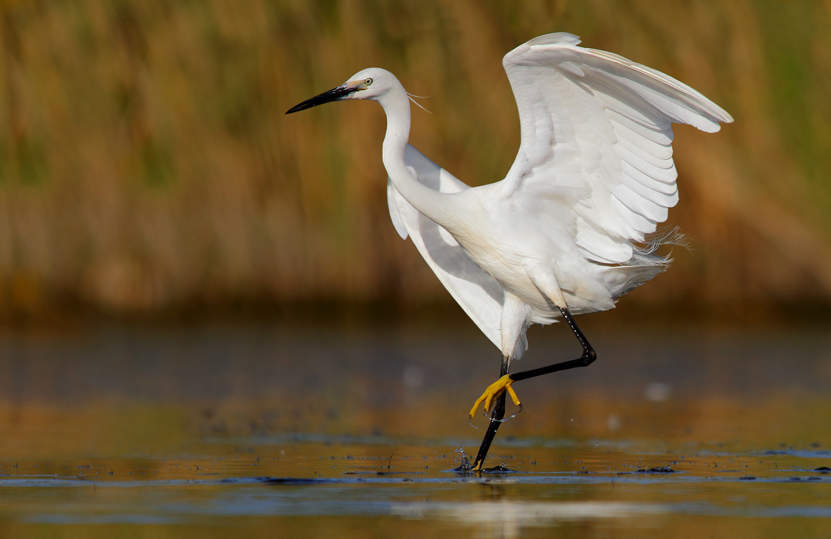 Egret