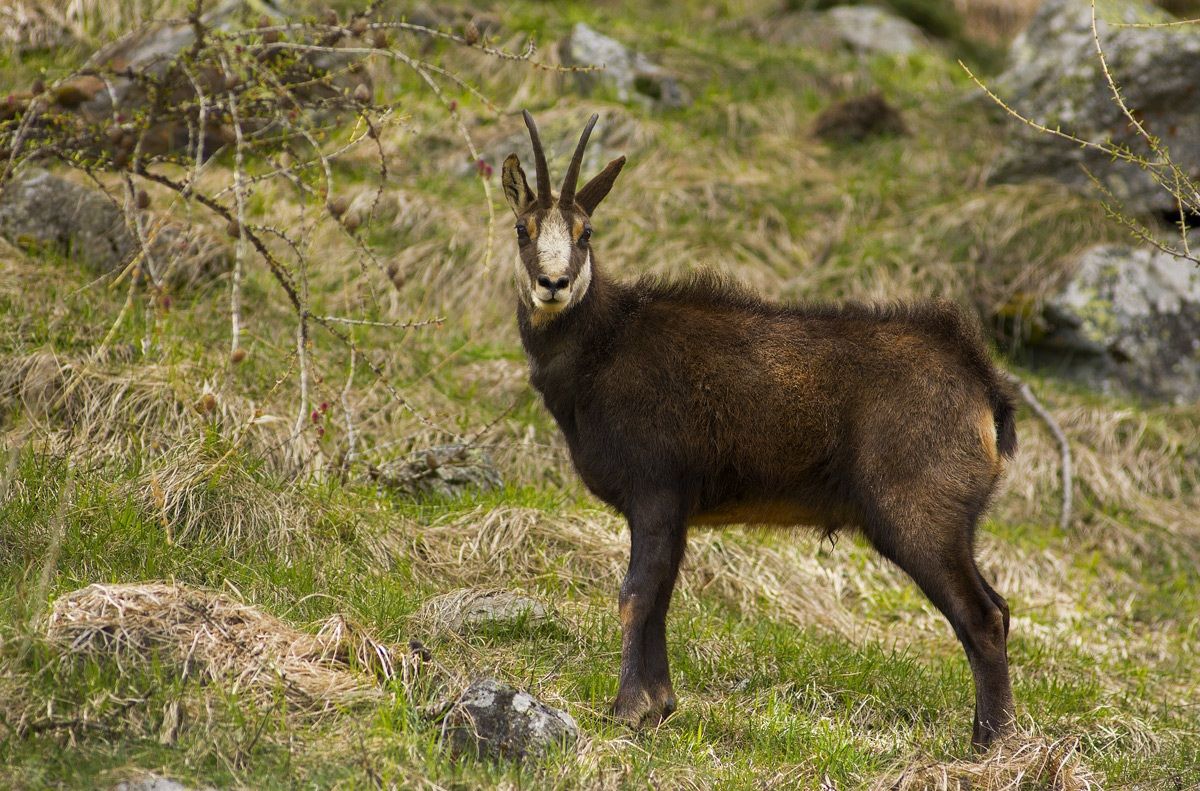 Chamois