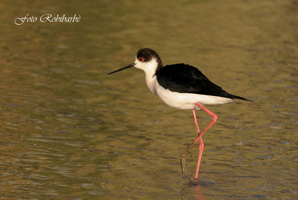 Cavaliere al tramonto.....