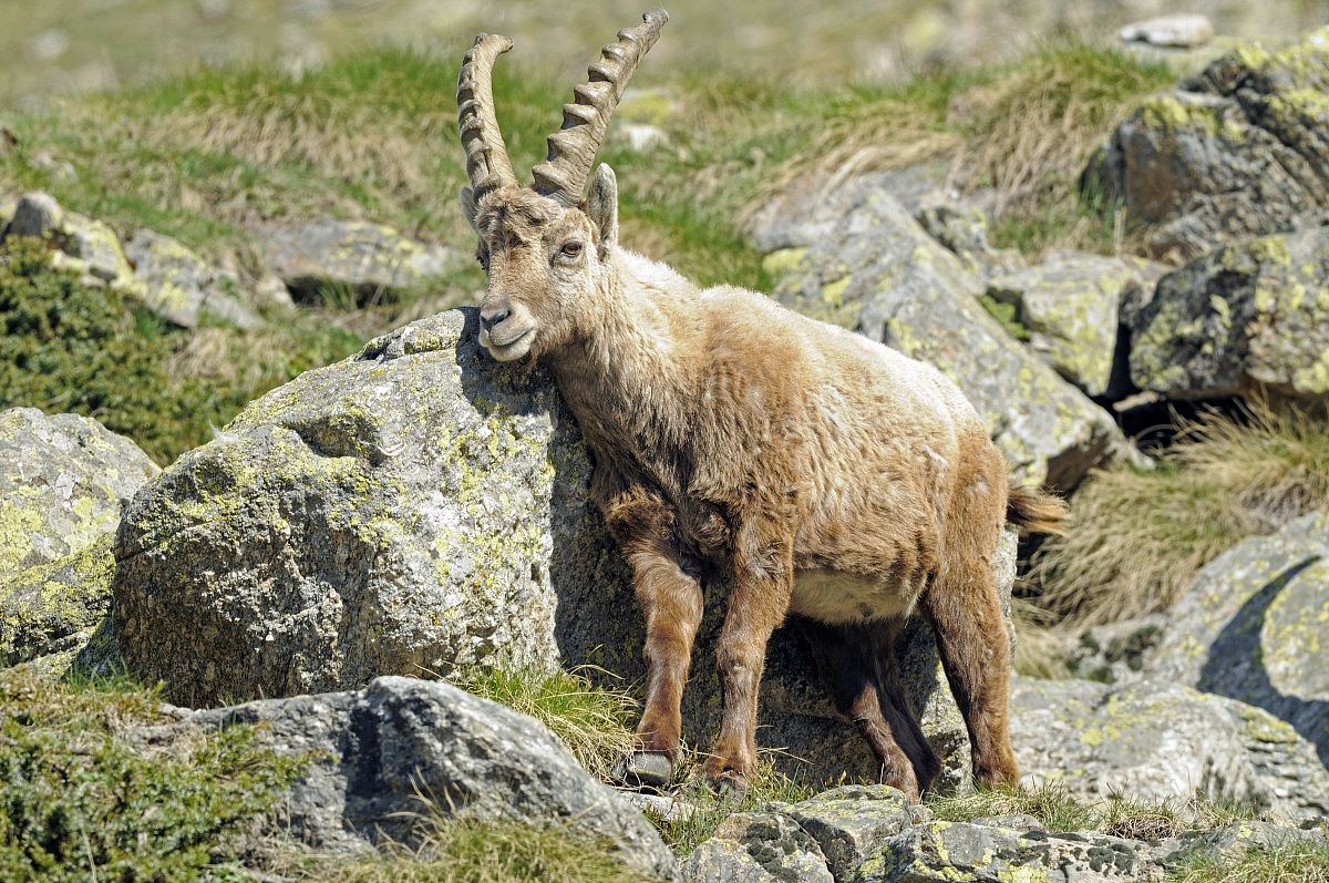 Ibex, Alpine Ibex, Steinbock (Capra ibex)