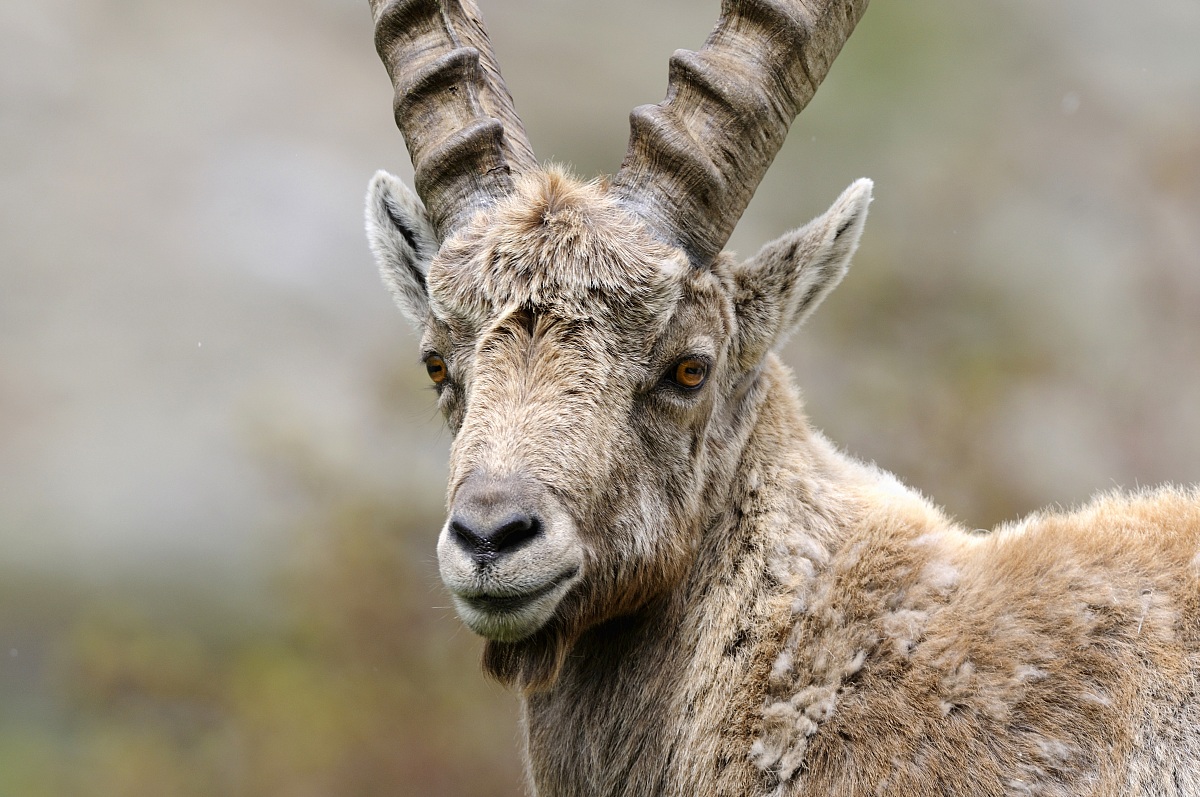 Ibex, Alpine Ibex, Steinbock (Capra ibex)