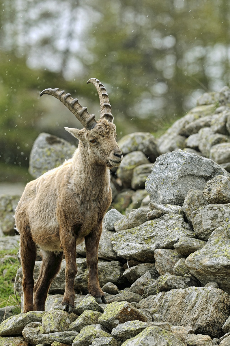 Ibex, Alpine Ibex, Steinbock (Capra ibex)