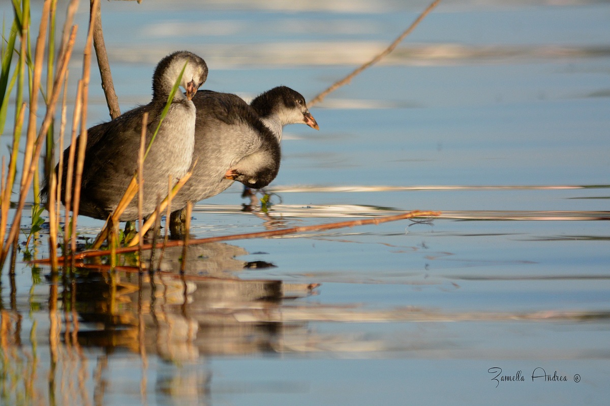 Pulli coot .. blessed youth ..