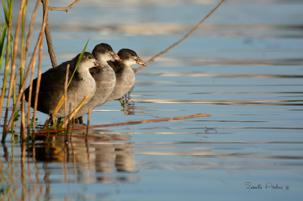 Pulli coot .. blessed youth ..