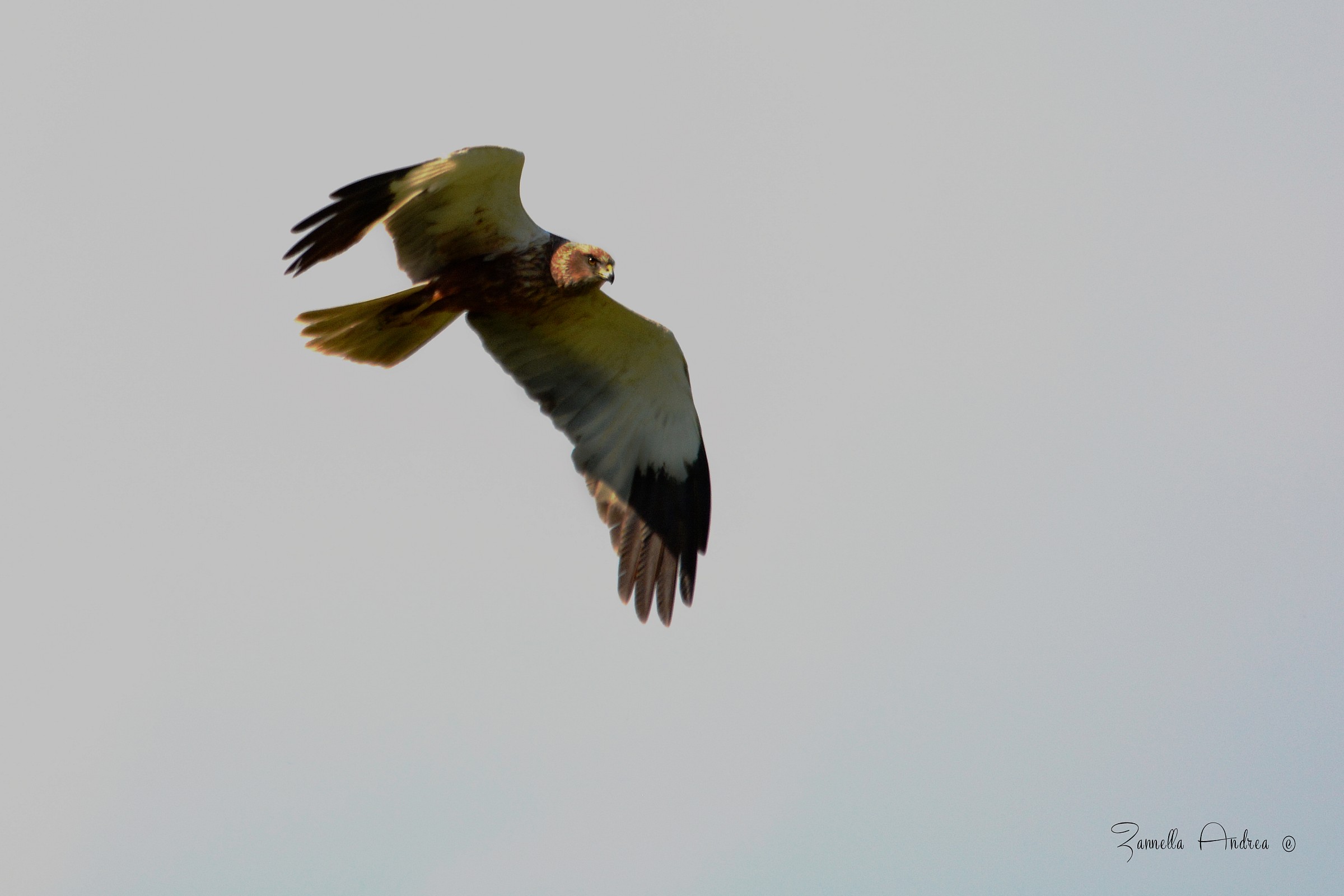 Marsh Harrier