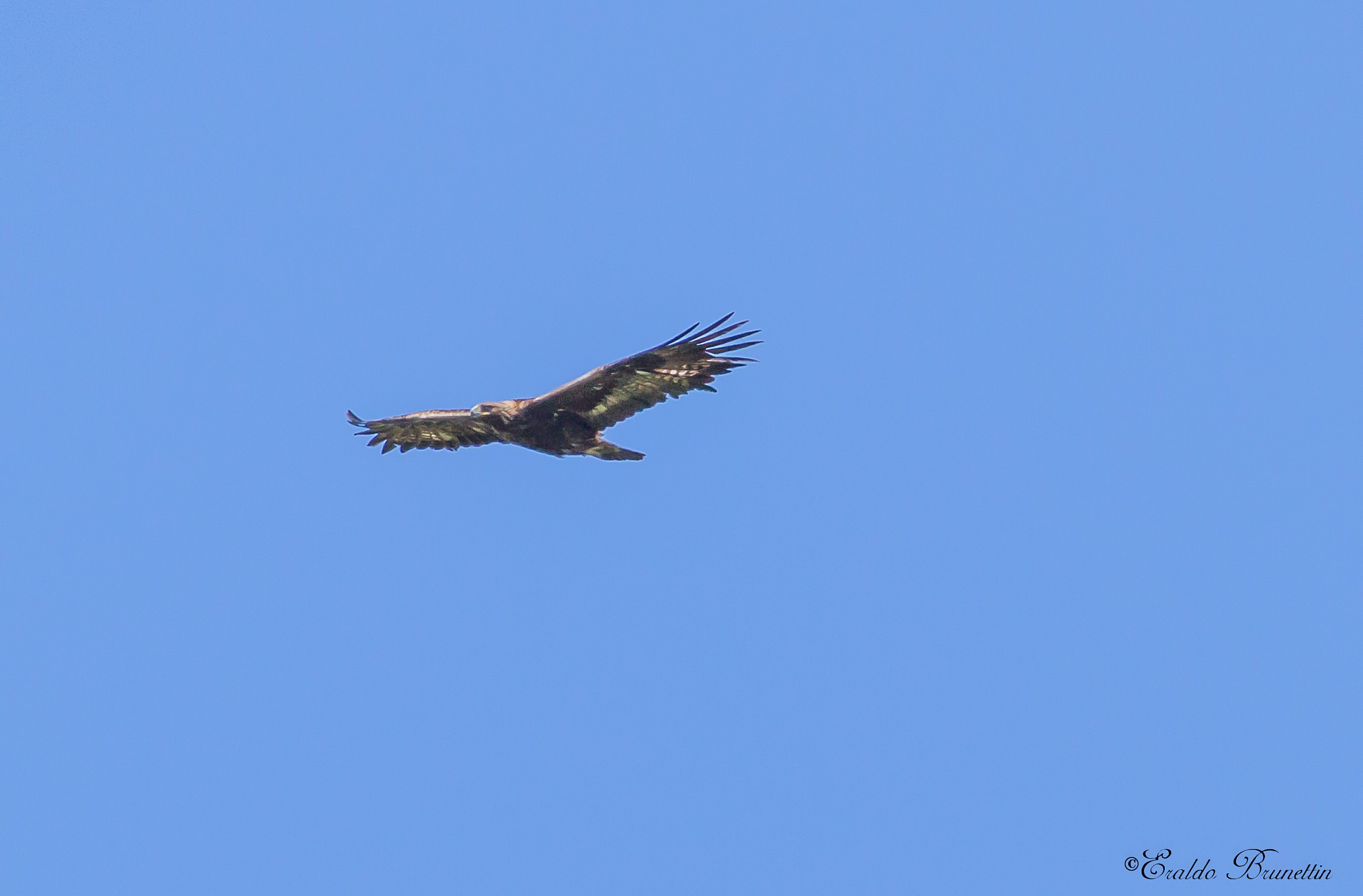 Golden Eagle (Aquila crysaetos)