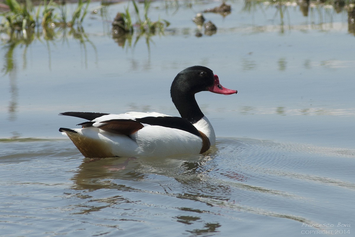 Shelduck