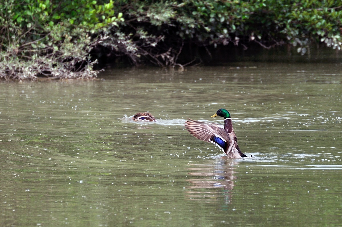 Mallard male