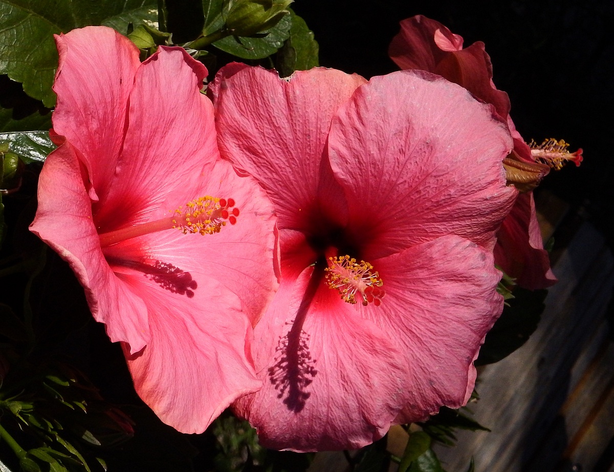 i colori bellissimi dei fiori