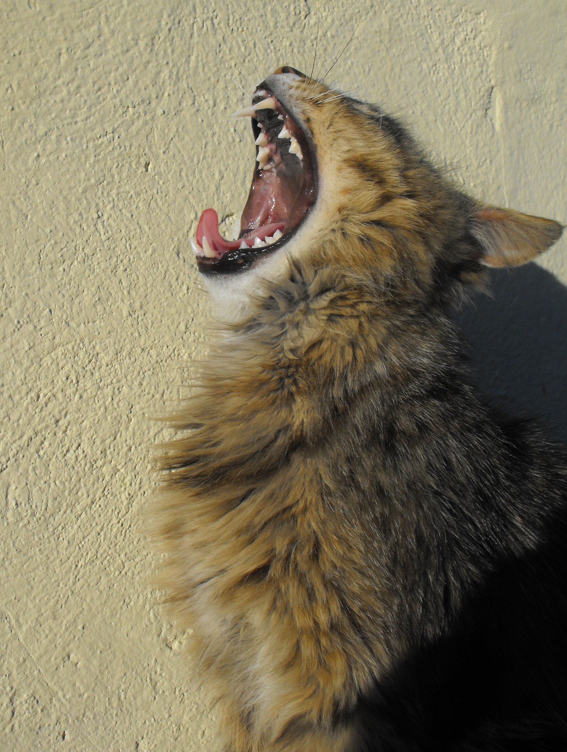 Today I feel like a lion