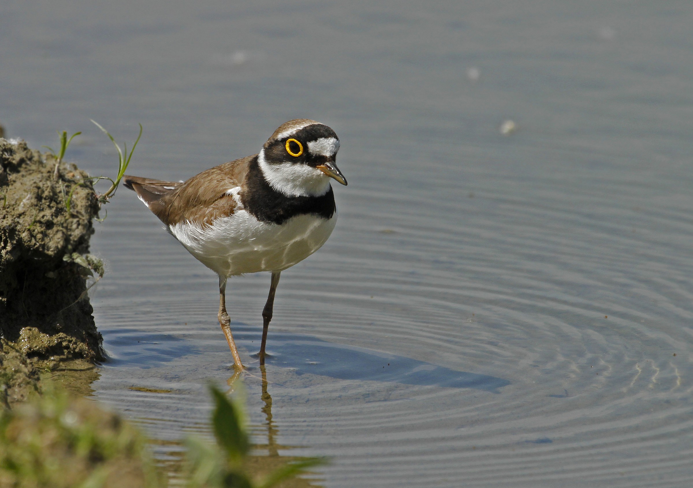 Little Ringed Plover
