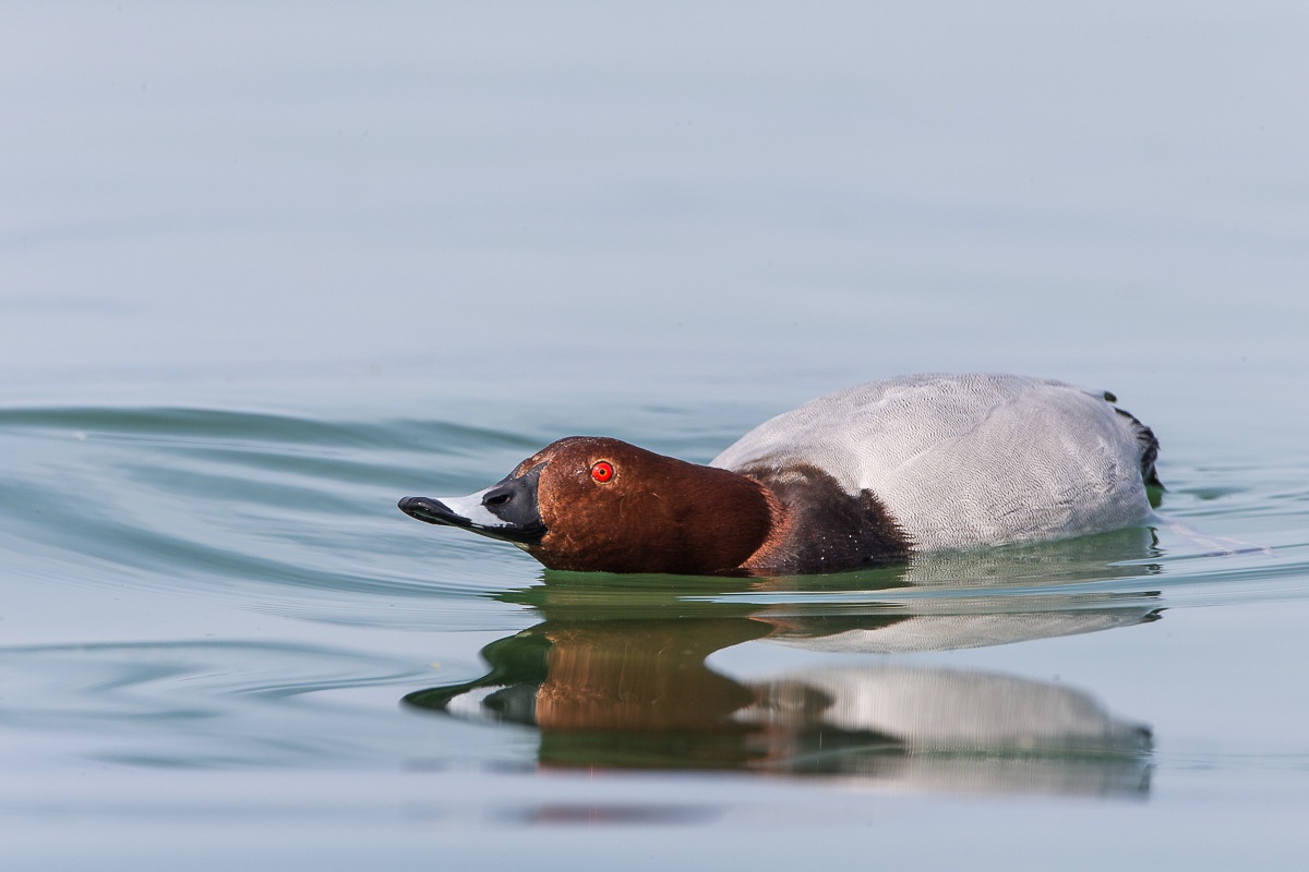 Pochard