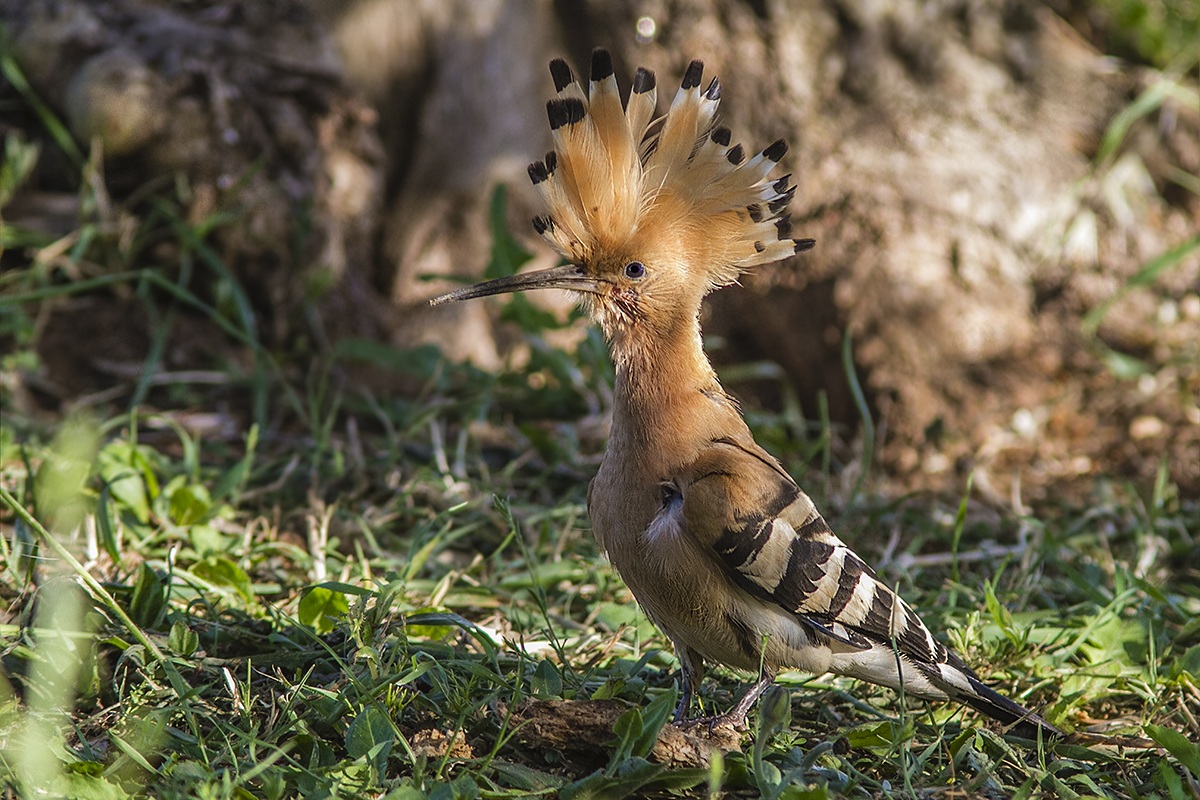 hoopoe in front of house